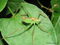 Leptophyes punctatissima - Specked bush-cricket