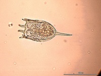 Keratella cochlearis