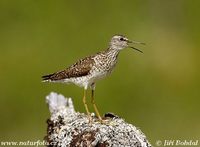 Tringa glareola - Wood Sandpiper