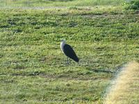 Ardea pacifica - Pacific Heron