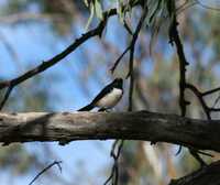 Rhipidura leucophrys - Willie Wagtail