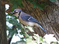 Cyanocitta cristata - Blue Jay