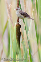 Acrocephalus schoenobaenus - Sedge Warbler