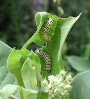 Image of: Danaus plexippus (monarch butterfly)