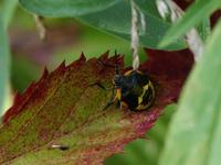 Image of: Pentatomidae (stink bugs and terrestrial turtle bugs)