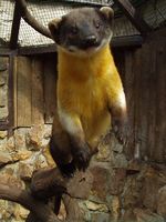 Martes flavigula - Yellow-throated Marten