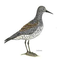 Image of: Calidris tenuirostris (great knot)