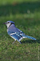 Image of: Cyanocitta cristata (blue jay)