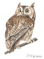 Image of: otus asio (eastern screech owl)