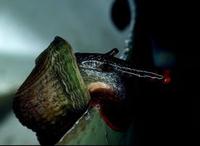Image of: Cerithium