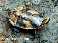 Image of: Platemys platycephala (twisted-neck turtle)