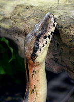 Acrantophis madagascariensis - Madagascar Boa