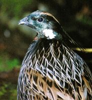 Koklass Pheasant - Pucrasia macrolopha