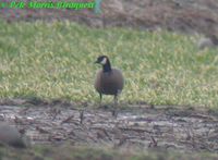 Canada Goose - Branta canadensis