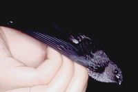 Glossy Swiftlet - Collocalia esculenta