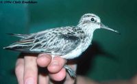 Broad-billed Sandpiper - Limicola falcinellus