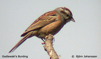 Godlewski's Bunting - Emberiza godlewskii