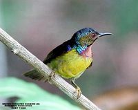 Brown-throated Sunbird - Anthreptes malacensis