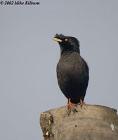 Crested Myna - Acridotheres cristatellus