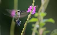 Crowned Woodnymph (Thalurania colombica) photo