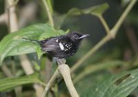 Dot-winged Antwren (Microhopias quixensis) photo