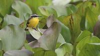 Lesser Kiskadee (Philohydor lictor) photo