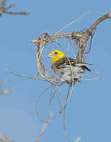 Sakalava Weaver (Ploceus sakalava) photo