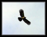 Long-tailed Honey-Buzzard - Henicopernis longicauda