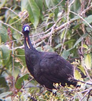 Wattled Guan - Aburria aburri