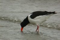 Eurasian Oystercatcher - Haematopus ostralegus