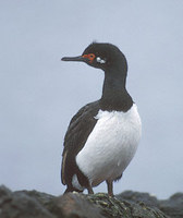 Rock Shag (Phalacrocorax magellanicus) photo