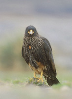 Striated Caracara (Phalcoboenus australis) photo