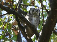 Southern White-faced Owl - Ptilopsis granti