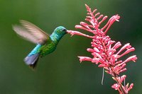 Glittering-bellied Emerald - Chlorostilbon aureoventris