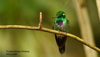 Purple-bibbed Whitetip - Urosticte benjamini