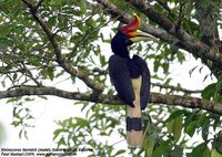 Rhinoceros Hornbill - Buceros rhinoceros