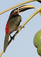 Chestnut-eared Aracari - Pteroglossus castanotis