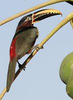 Chestnut-eared Aracari - Pteroglossus castanotis