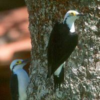 White Woodpecker - Melanerpes candidus