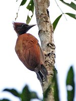 Chestnut Woodpecker - Celeus elegans