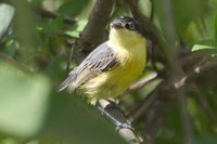 Common Tody-Flycatcher - Todirostrum cinereum