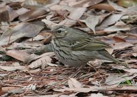 Olive-backed Pipit - Anthus hodgsoni