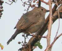 Gray Catbird - Dumetella carolinensis