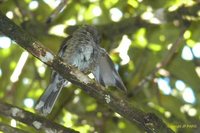 Scaly-breasted Thrasher - Allenia fusca