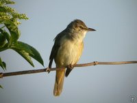 Great Reed-Warbler - Acrocephalus arundinaceus