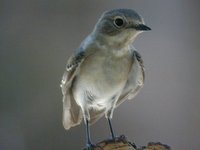 Semicollared Flycatcher - Ficedula semitorquata