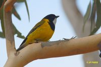 Golden Whistler - Pachycephala pectoralis