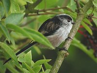 Long-tailed Tit - Aegithalos caudatus