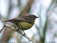 White-throated Gerygone - Gerygone olivacea