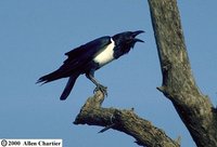 Pied Crow - Corvus albus